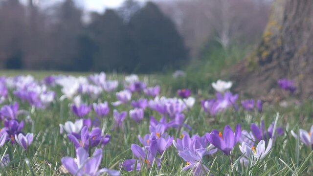 Blooming flowers crocuses and snowdrops on a spring green meadow	