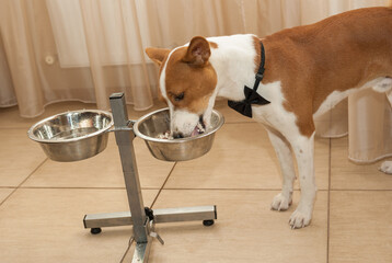 Hungry basenji dog eating heartily boiled rice mixed with chicken meat