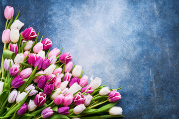 Bouquet of pink and white tulips on a blue background. Flat lay, copy space