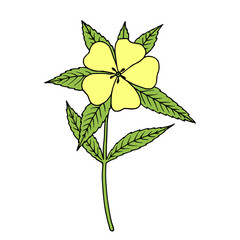 Damiana (Turnera diffusa). Ingredient of traditional Mexican liqueur. Vector hand drawn illustration.