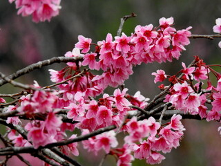 Prunus flowers in the winter