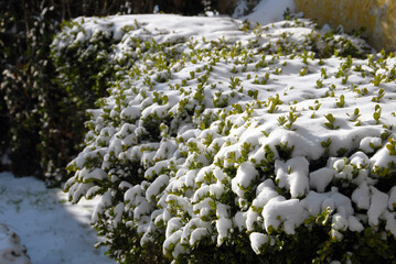 Buis sous la neige, Normandie, France	