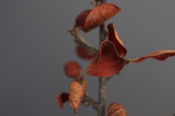 small red round leaves are lined up on the branch. macro photo. close up.