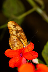 Vertical shot of a beautiful Julia butterfly on an orange flower