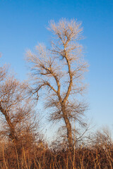 A leafless tree against a blue sky. Autumn landscape