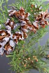 pine tree cones, close-up. macrophotography