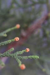 
pine maple leaves and small round berries. macro photo. for New Year's and nature narratives.