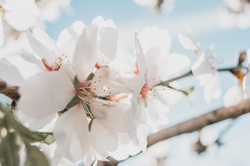 Flor de almendro
