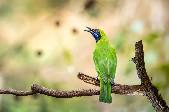 Golden-fronted leafbird (Chloropsis aurifrons) perched on a branch.