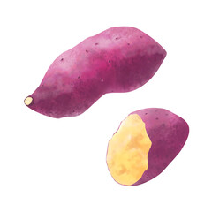 さつまいもの水彩イラスト