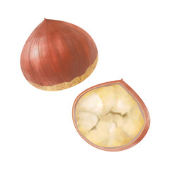 栗の水彩イラスト