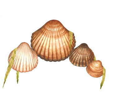 Watercolor sea shell cockle composition with different clams or molluscs of Mediterranean sea with seaweed. Ocean nature illustration. Tropical beach composition. Isolated.