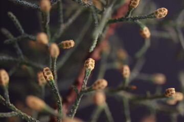 Small cone-like leaf tips located at the ends of pine tree branches. close up. macrophotography