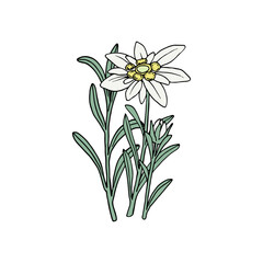 Edelweiss flower. Mountain plant. Hand drawn vector illustration in sketch style.