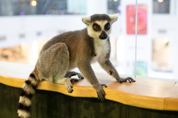 Lemur sits on a wooden surface.