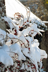 Cotonéaster sous la neige, arbuste à fruits rouges, Normandie, France