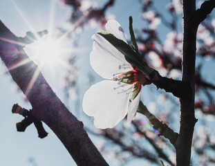 Flor de almendro