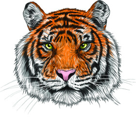 tiger head portrait drawing vector illustration