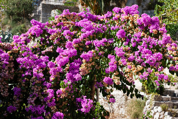 Fototapeta premium Bougainvillea blooms in the narrow streets of the Mediterranean riviera.