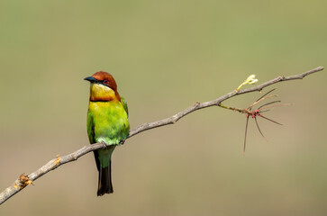 Chestnut-headed bee-eater or Merops leschenaulti perching on tree branch , Thailand