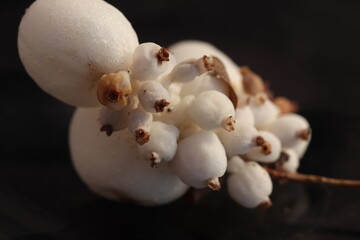 a park plant with white round fruits. looks like exploded corn. macrophotograph