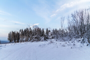 snow covered trees