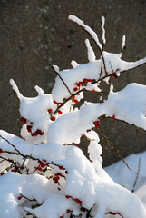 Cotonéaster sous la neige, arbuste à fruits rouges, Normandie, France