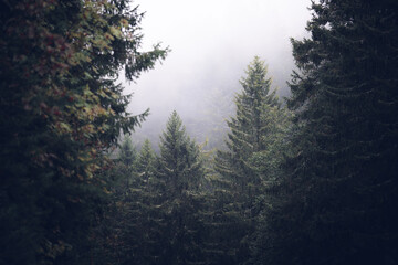 Foggy Black Forest with Shallow Depth Of Field