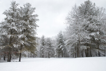 A snowy landscape in the country with snow covered trees.
