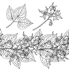 Epimedium (Horny Goat Weed, yin yang huo). Seamless border, garland. Hand drawn vector illustration in sketch style.