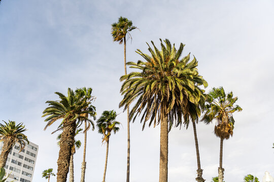 Palm trees in the evening in the streets of Los Angeles, California