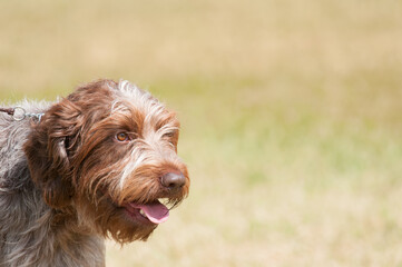 Wirehaired Pointing Griffon close up in open