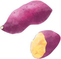 サツマイモのベクター水彩イラスト