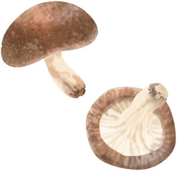 椎茸のベクター水彩イラスト