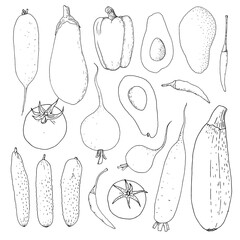 Colorful vector set of vegetables. Cucumber, chilli pepper, tomatoes and daikon radish. Veggies for farming product design.
