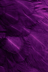 macro photo of purple hen feathers. background or textura