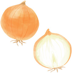 玉ねぎのベクター水彩イラスト
