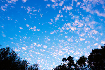 Summer landscape of young trees with bright blue sky