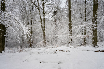 A tree covered in snow a crispy cold winter day in a forest. Picture from Eslov, southern Sweden