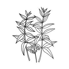 Verbena bonariensis (purpletop, Argentinian vervain). Hand drawn vector illustration.