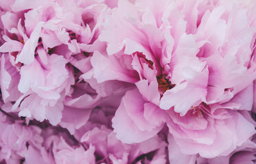 Heap of fresh beautiful pastel pink peony flowers in full bloom, close up, top view. Flowery summer texture for background. Spring blossoms.