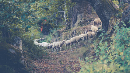 Ovejas en el monte pasean juntas
