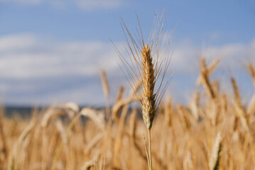 Rye field in a hot summer day, close up. Space for text. Natural summery background.
