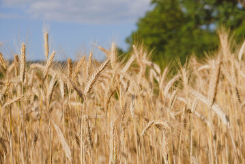 Rye field in a hot summer day, close up. Space for text. Natural summery background.