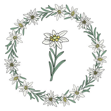 Edelweiss flower. Floral wreath. Mountain plant. Hand drawn vector illustration in sketch style.