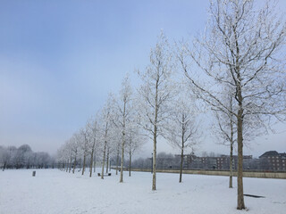 Bare Trees On Snow Covered Field Against Sky