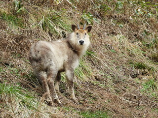 Fototapeta premium ニホンカモシカ・２月・秋田市