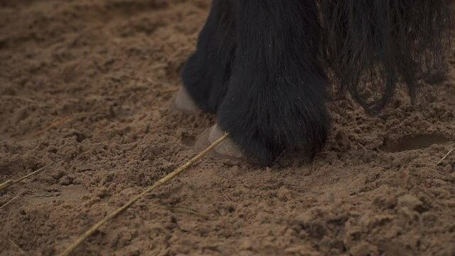  Dust under the horse's hooves. Legs of a galloping horse. High quality FullHD footage