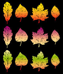 Vector image of autumn leaves various deciduous trees