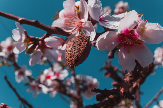 Flor de almendro
